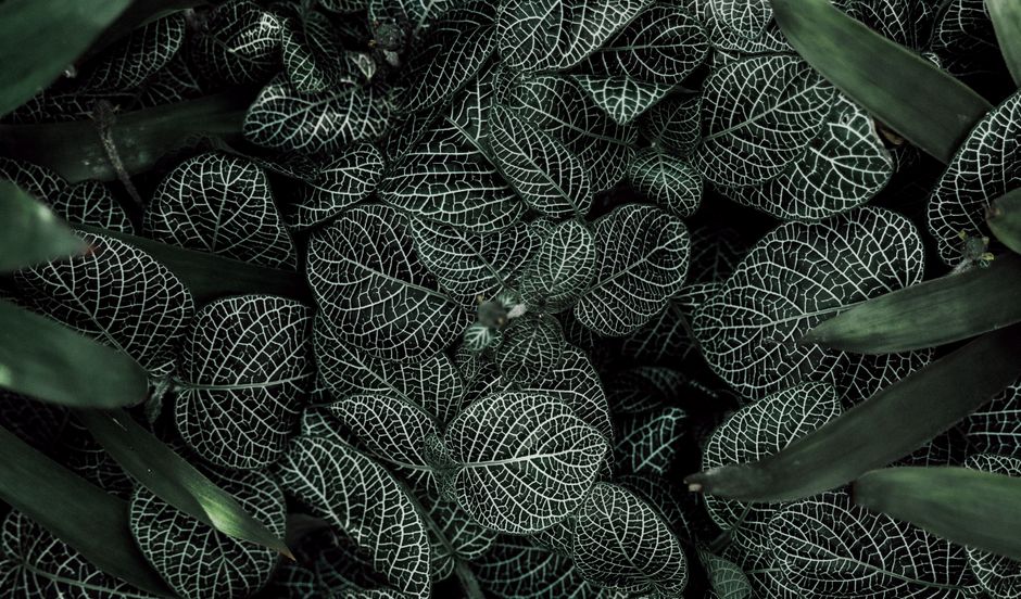 Intricate patterns of green leaves with white veins in a close-up view, perfect for nature backgrounds.