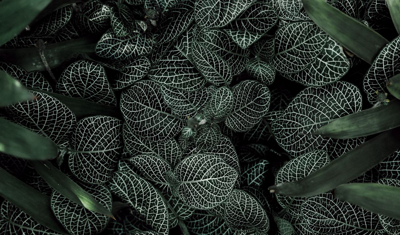 intricate patterns of green leaves with white veins in a close up view