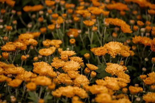 Free A multitude of bright yellow chrysanthemums in full bloom, creating a vibrant floral display. Stock Photo