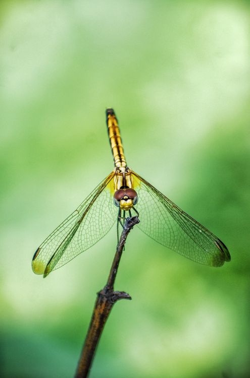 Yellow Dragonfly Perched on a Twig · Free Stock Photo