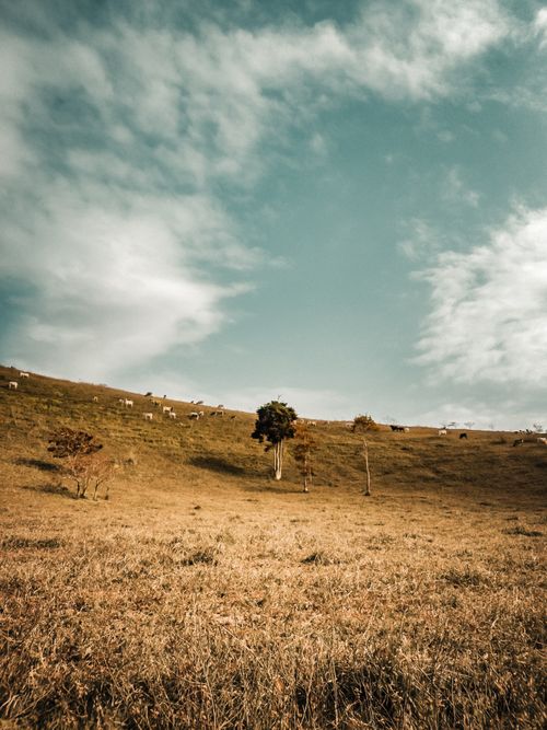 Free A tranquil scene of cattle grazing on a grassy hillside under a clear blue sky, depicting rural tranquility. Stock Photo