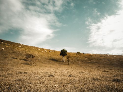 Free Wide view of a hilly pasture with cows grazing under a partly cloudy sky, capturing rural tranquility. Stock Photo
