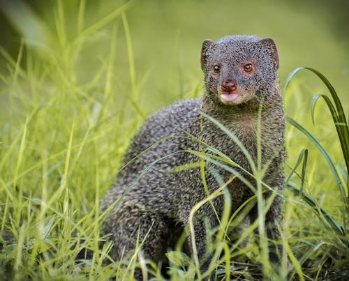 Free Selective Focus Photo of Gray Mongoose on Grass Stock Photo