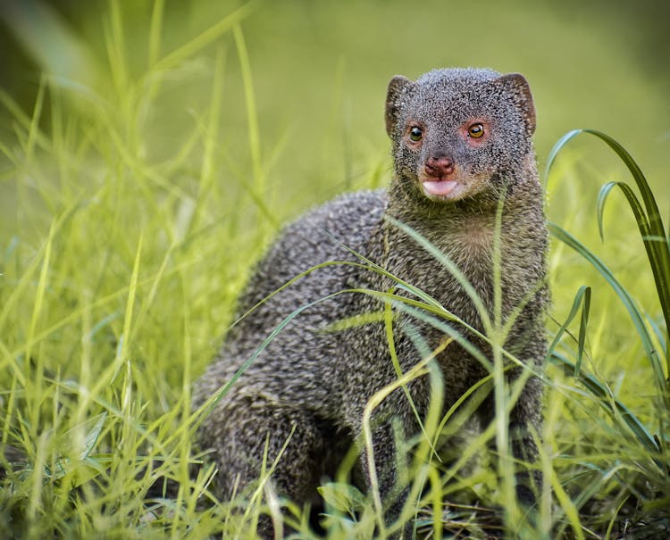 Selective Focus Photo Of Gray Mongoose On Grass