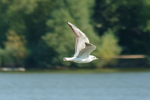 Free A seagull gracefully soars over a tranquil lake with lush green surroundings in Petersfield, England. Stock Photo