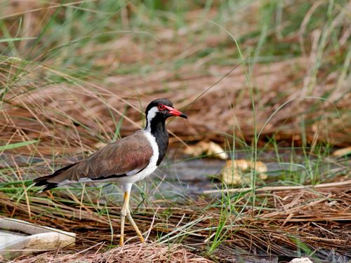 Free A Red-Wattled Lapwing in its natural habitat in Dhaka, Bangladesh. Stock Photo