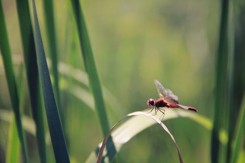 Red Dragonfly on Green Leaf