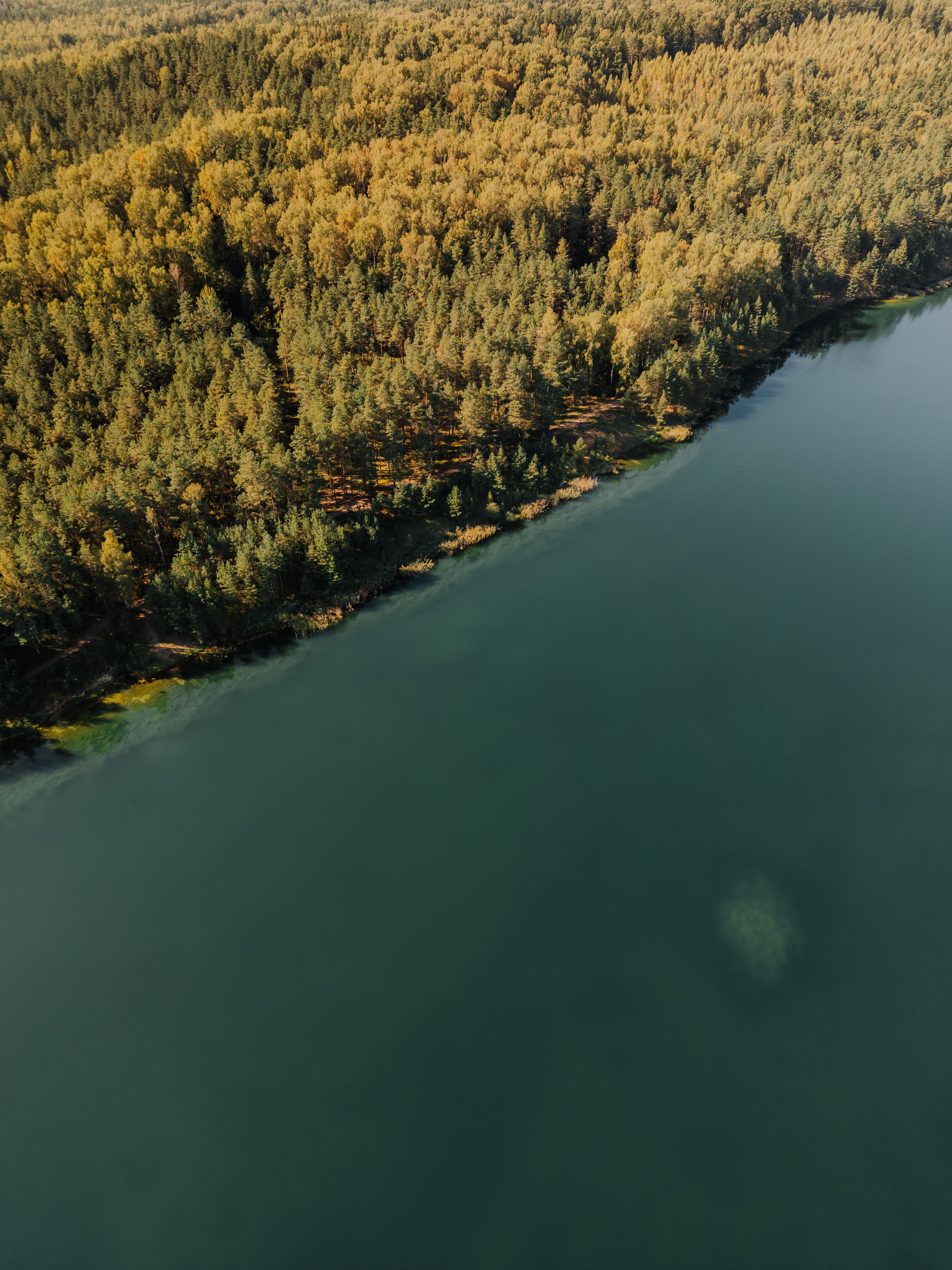 Aerial View of Forest by Tranquil Lake Shoreline · Free Stock Photo