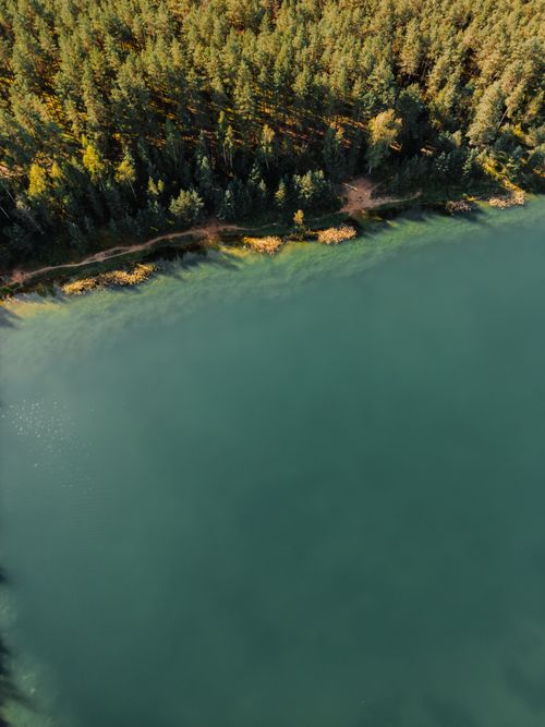 Free A serene aerial image of a lush pine forest bordering a calm, turquoise lake under clear daylight. Stock Photo