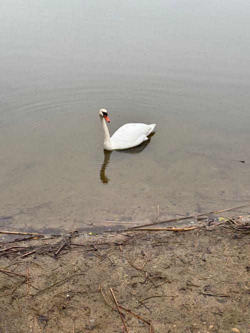 Free Serene swan elegantly swimming on a peaceful lake, creating ripples on the calm surface. Stock Photo