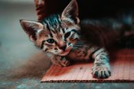 特写镜头里，一只可爱的虎斑猫躺在纸板上，露出它可爱的脸庞和胡须