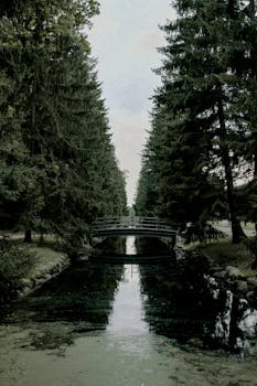 宁静的溪流中倒映着桥的宁静景色和郁郁葱葱的绿色植物