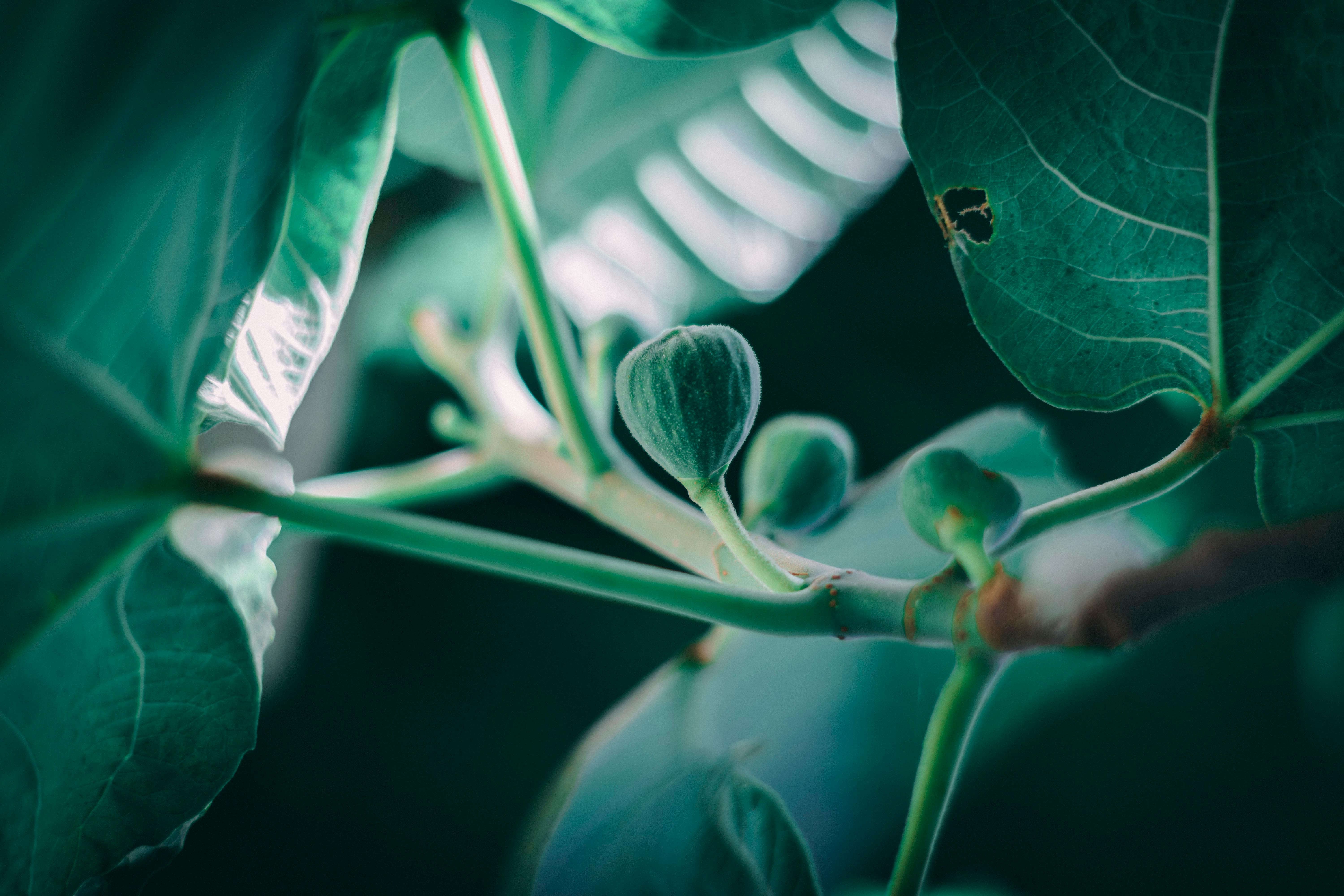 灯光下，无花果叶子和花蕾的详细视图展示了郁郁葱葱的绿叶