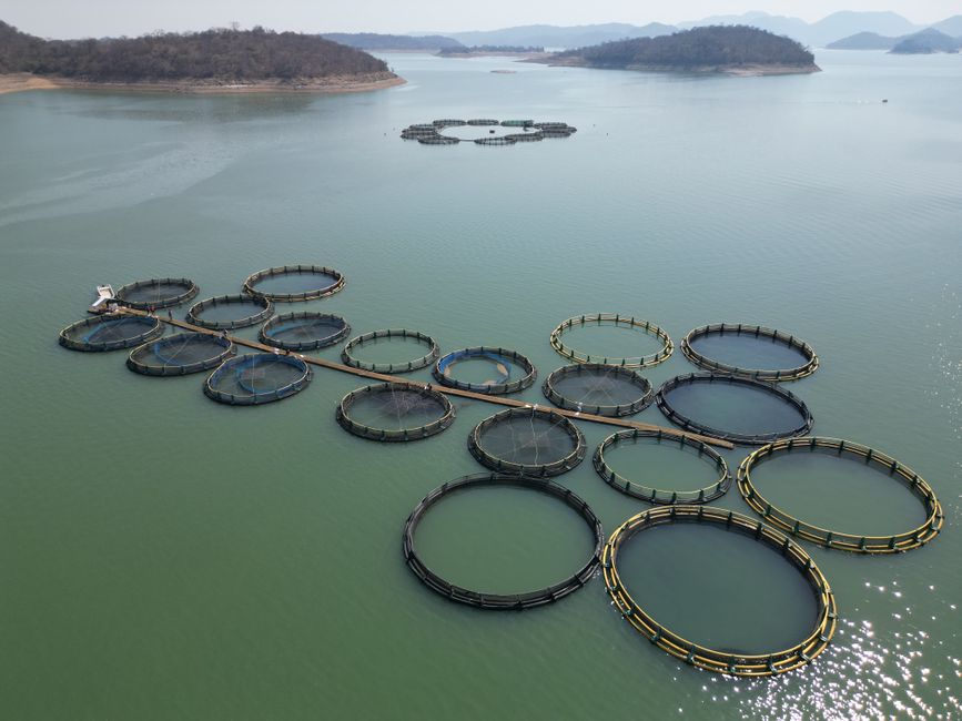 Pisciculture