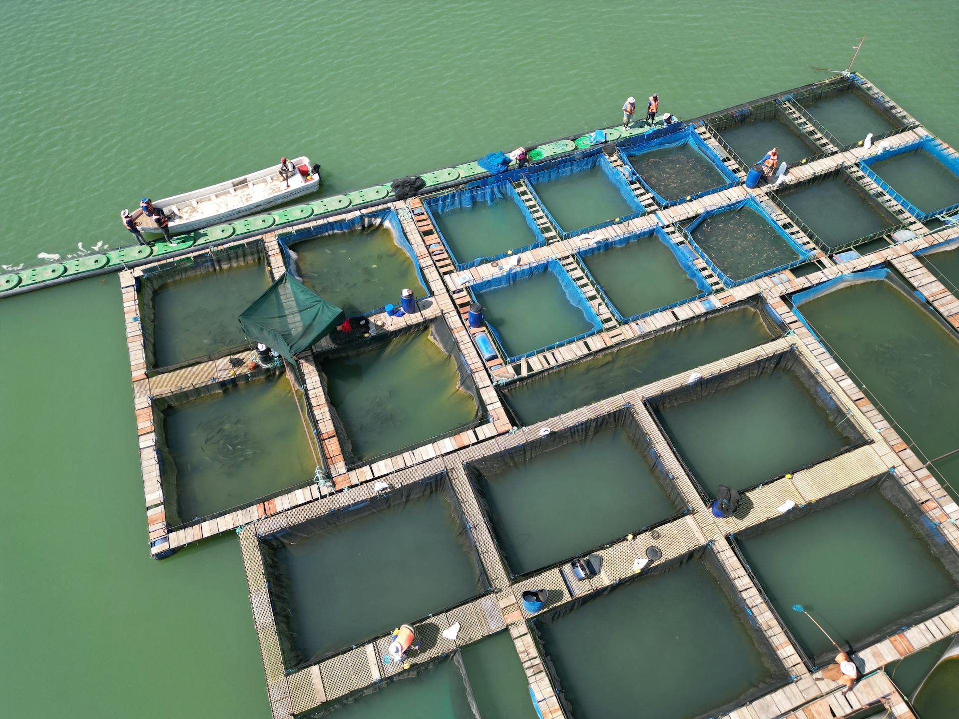 Aerial view showcasing fish farming rafts with workers near boats on a green ocean.