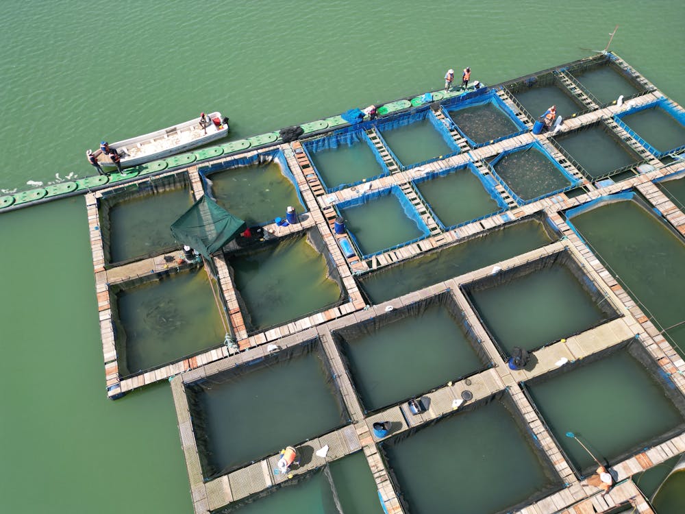 Aerial View of Fish Farming Rafts on Green Ocean · Free Stock Photo