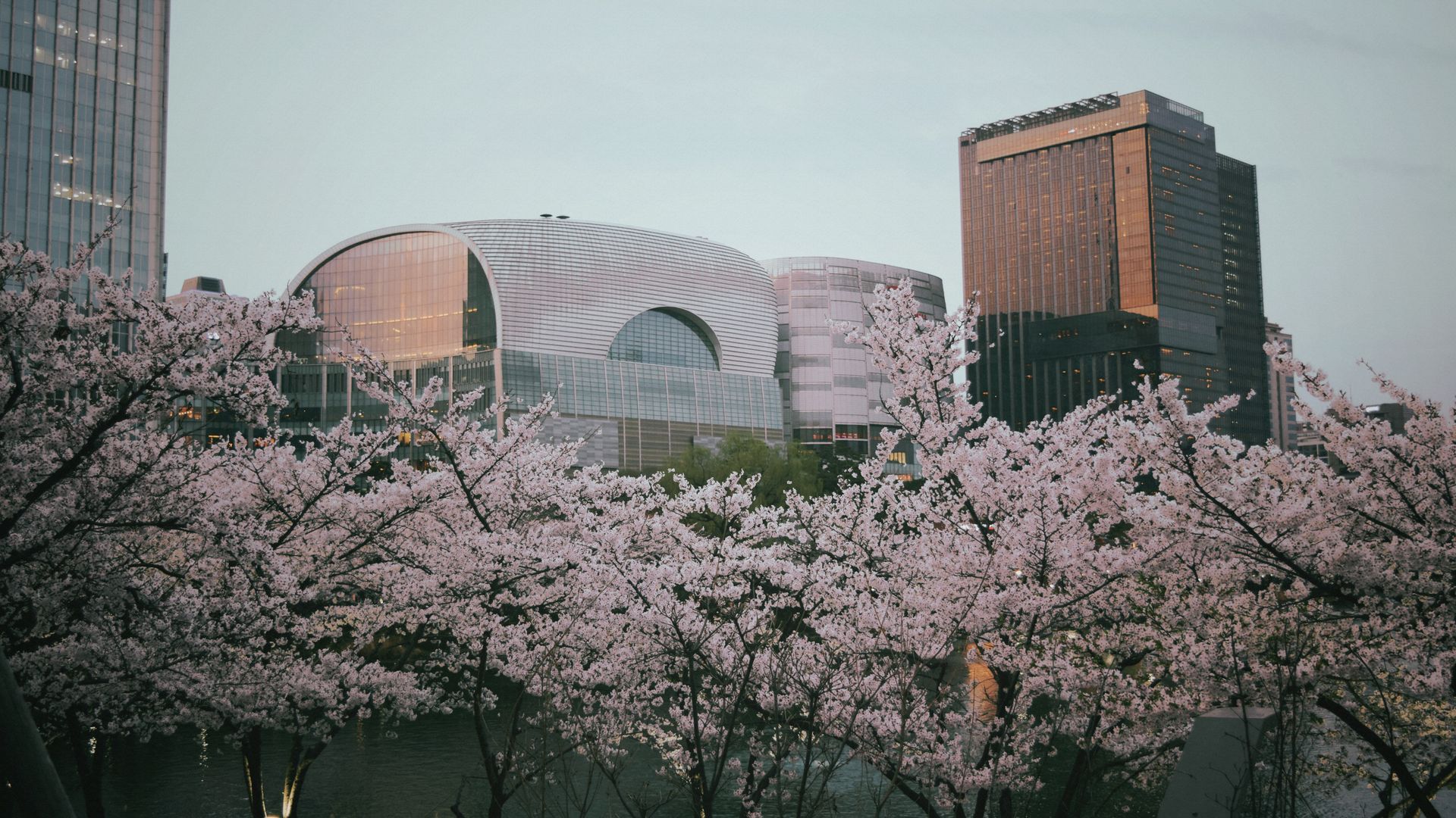 garden of morning calm korea selatan sebagai inspirasi taman musim semi korea dengan bunga bermekaran