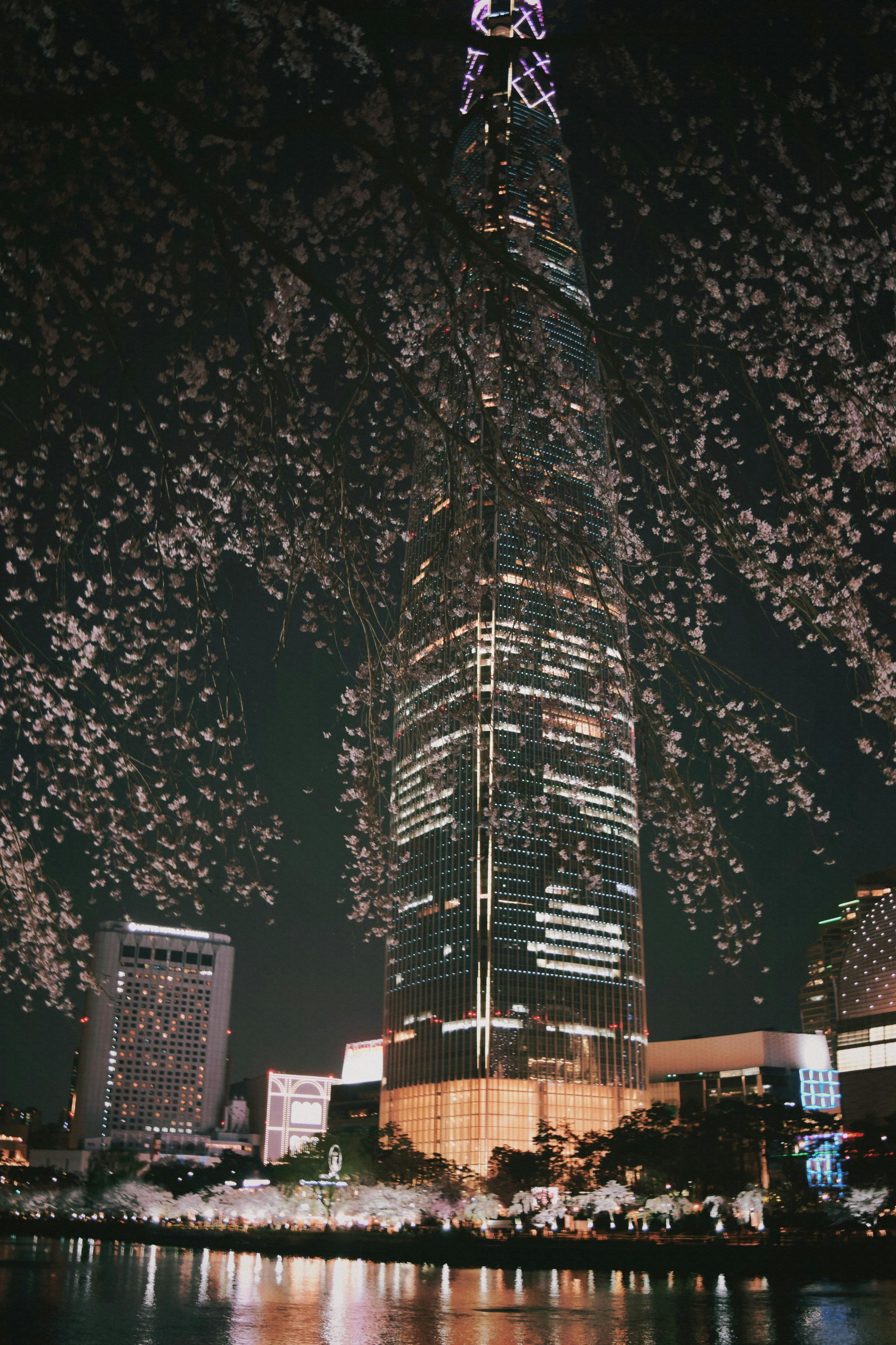 Cele mai bune fotografii cu tema 벚꽃+색칠하기 · Descărcare 100% gratuită ...