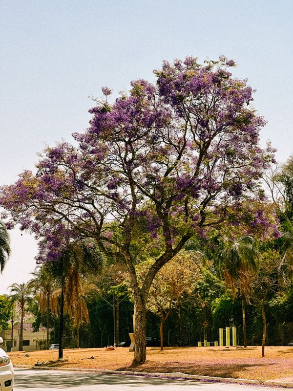 Jacarandá-mimoso florido em parque no Brasil