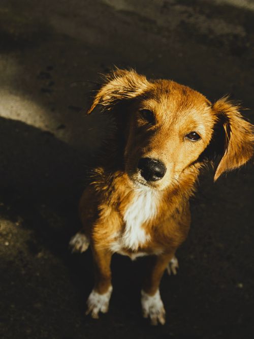 Free Adorable brown dog with white chest sitting on a sunlit pavement, showing curious expression. Stock Photo