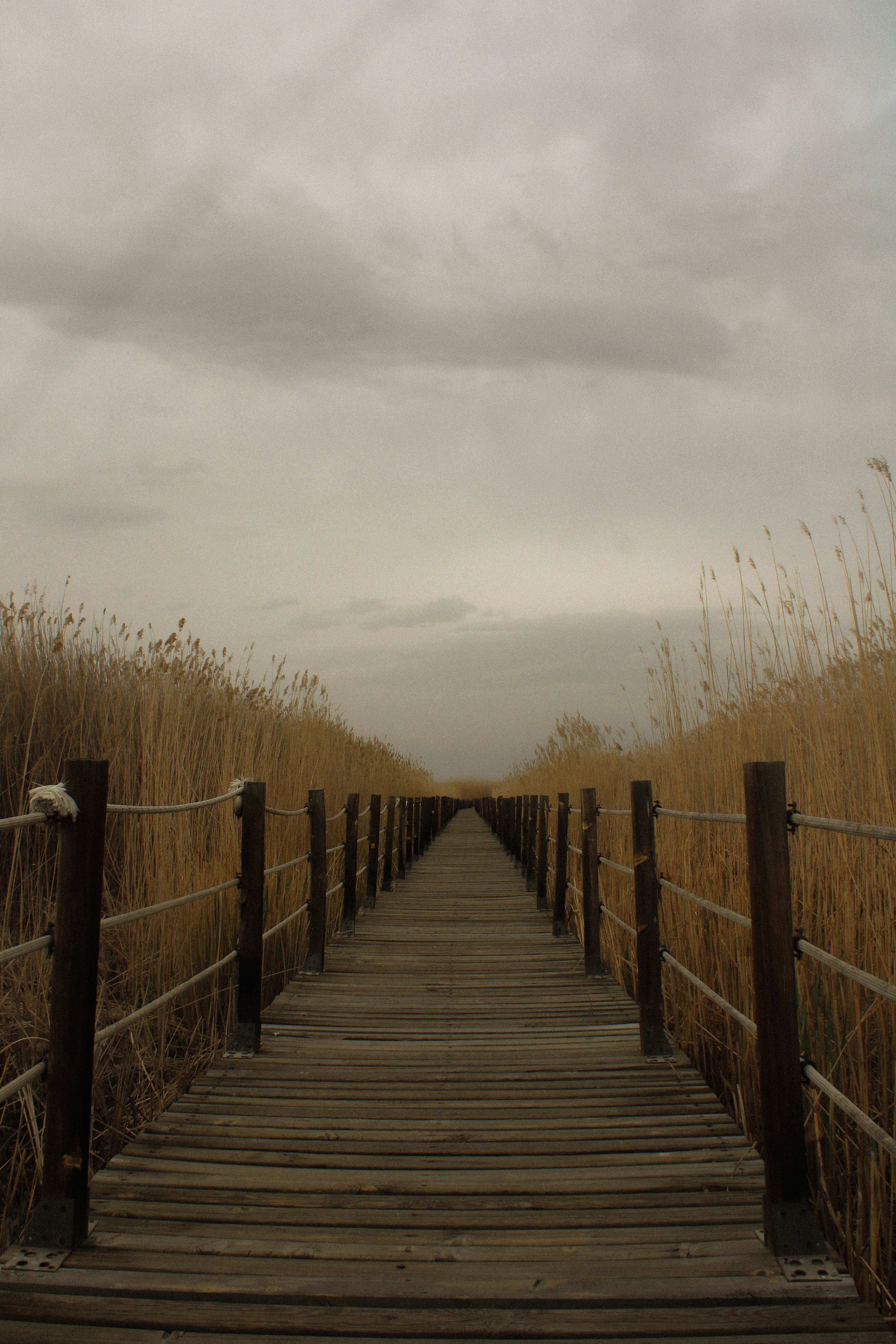 Rustic Wooden Pathway Through Tall Reeds · Free Stock Photo