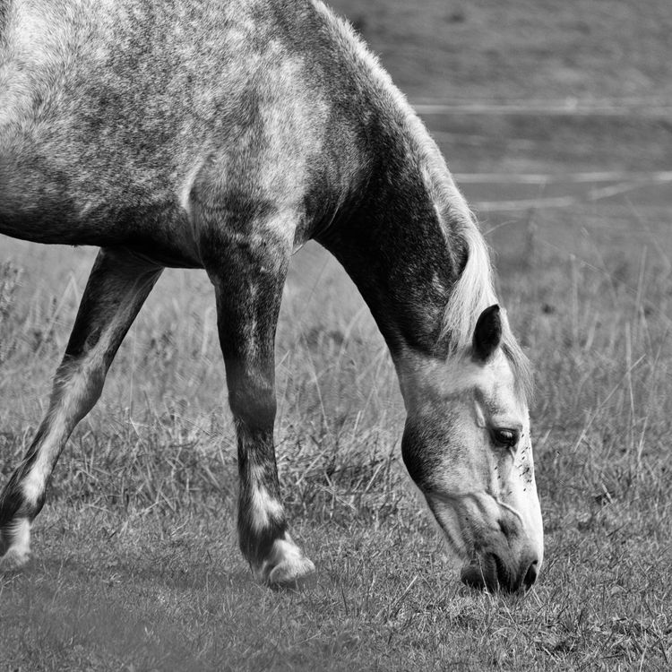 Black and White Grazing Horse in Pasture · Free Stock Photo