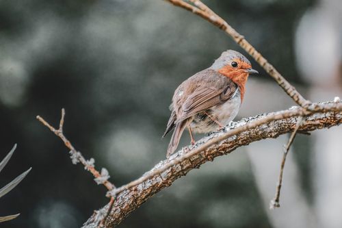 Free Detailed view of a European Robin perched on a frosty branch in a winter outdoor setting. Stock Photo