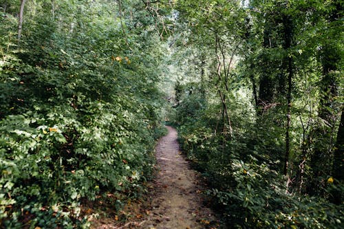 Unpaved Pathway Between Green Plants and Trees