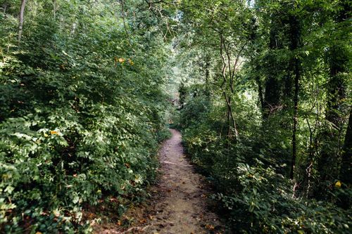 Free Discover a tranquil dirt path winding through a lush forest canopy. Stock Photo