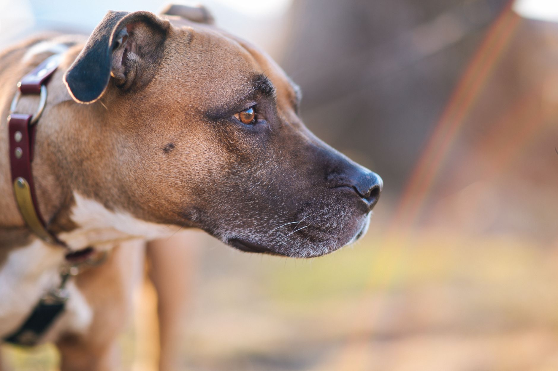 Portrait of a dog at a veterinary clinic
