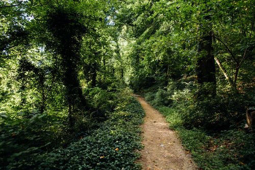 Free A tranquil dirt pathway meandering through a lush green forest during the day. Stock Photo