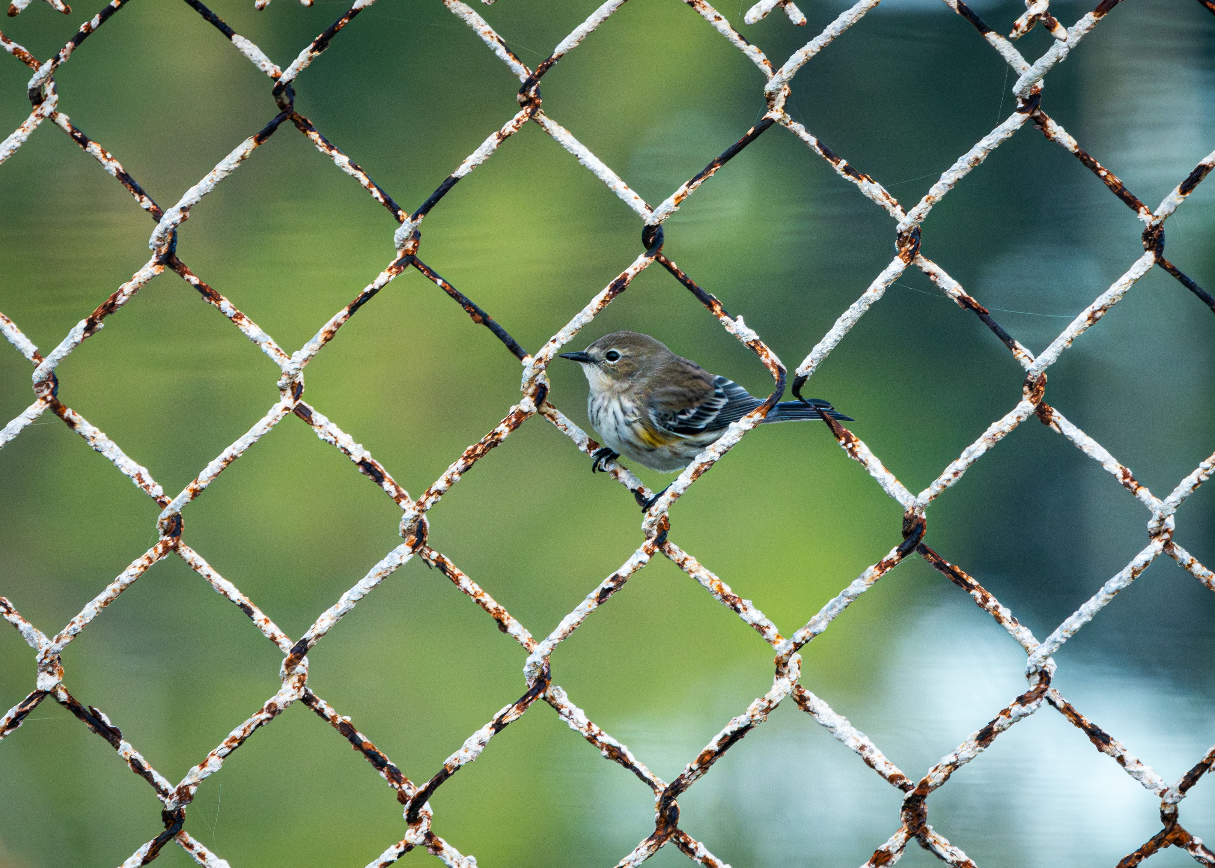 Yellow-rumped Warbler Behind Rusty Metal Fence · Free Stock Photo
