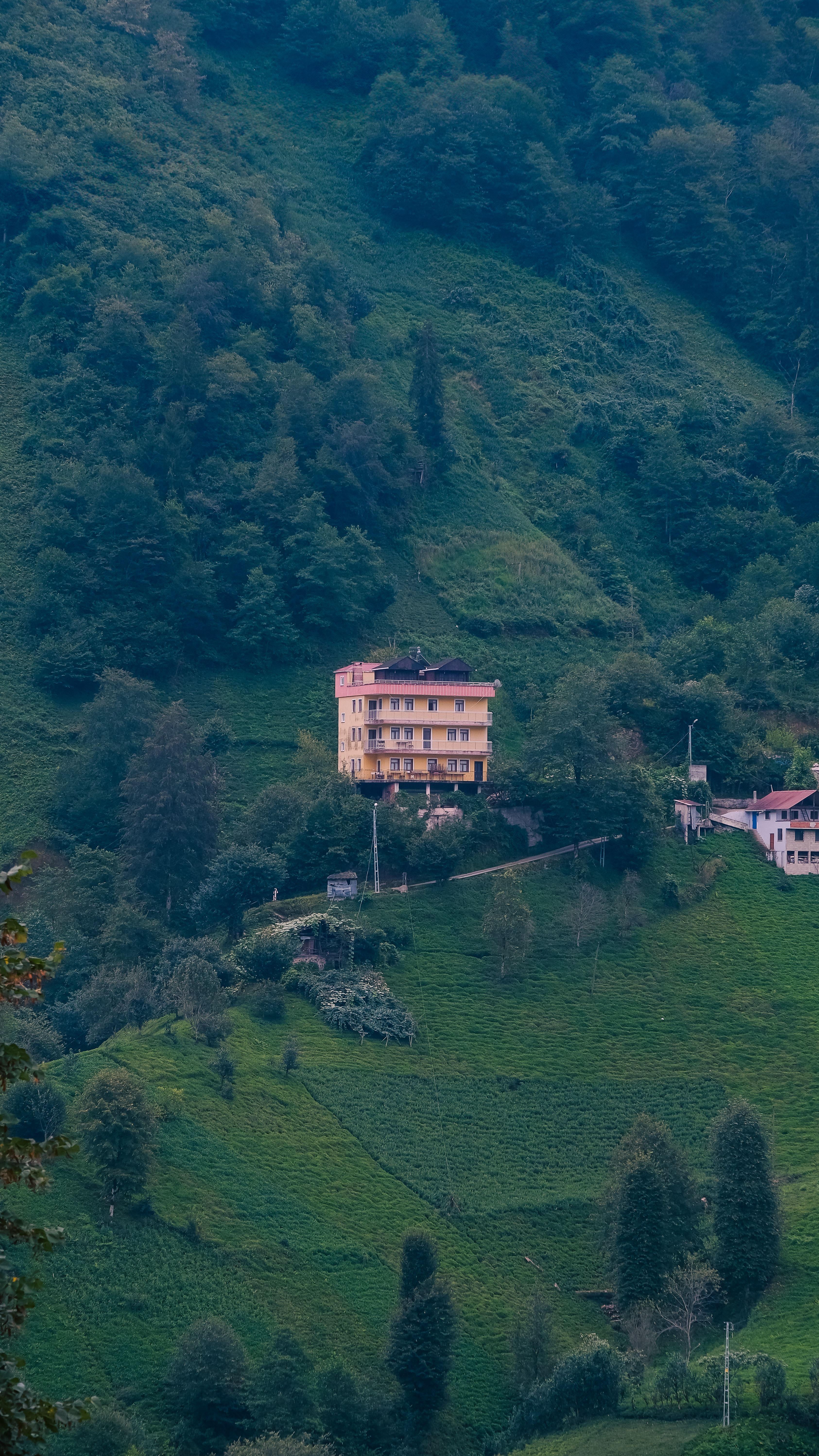 Lush green hillside in Rize, Türkiye featuring a vibrant house nestled among trees.