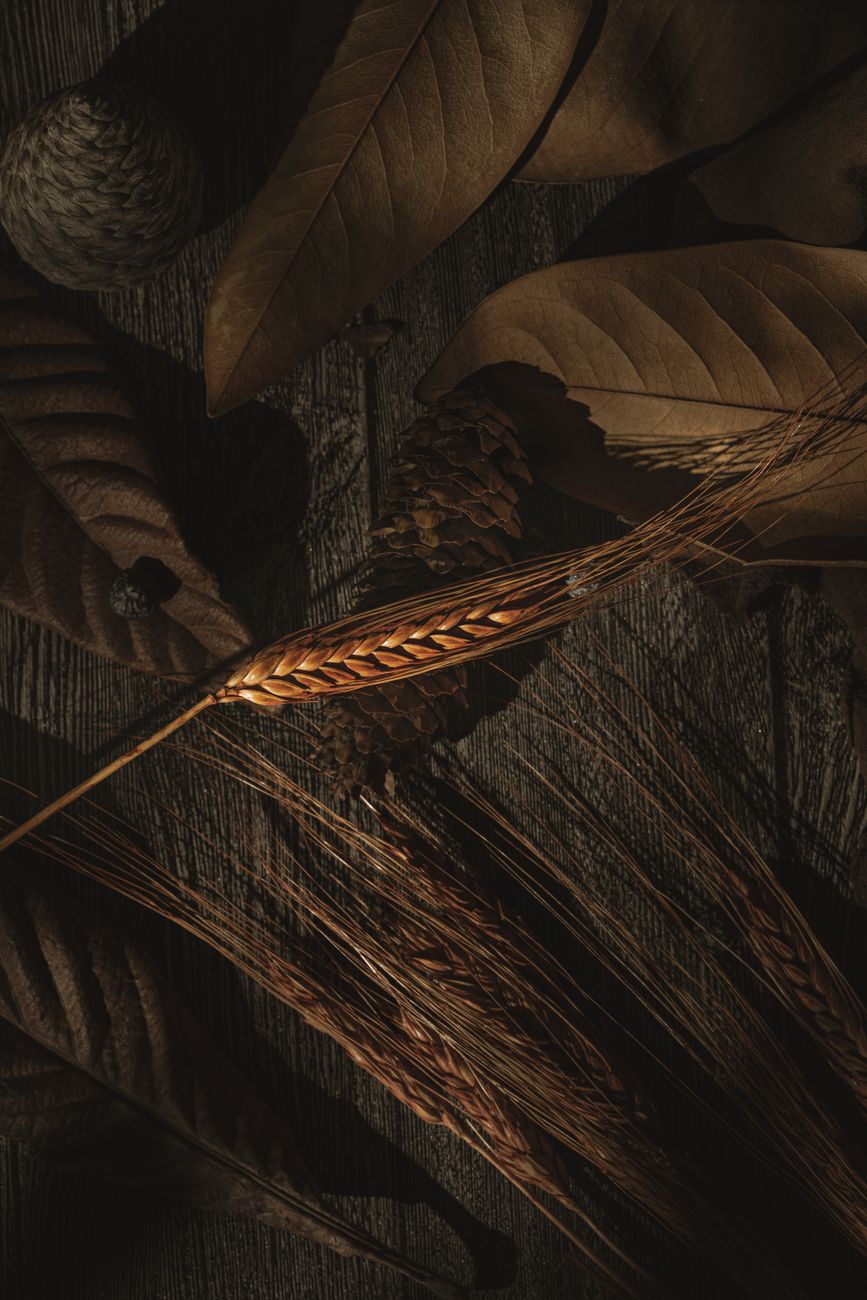A dark, moody composition featuring autumn leaves and wheat on a rustic surface.