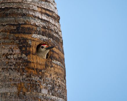 A vibrant woodpecker peeks from its nest in a tree in Mérida, showcasing its natural habitat.