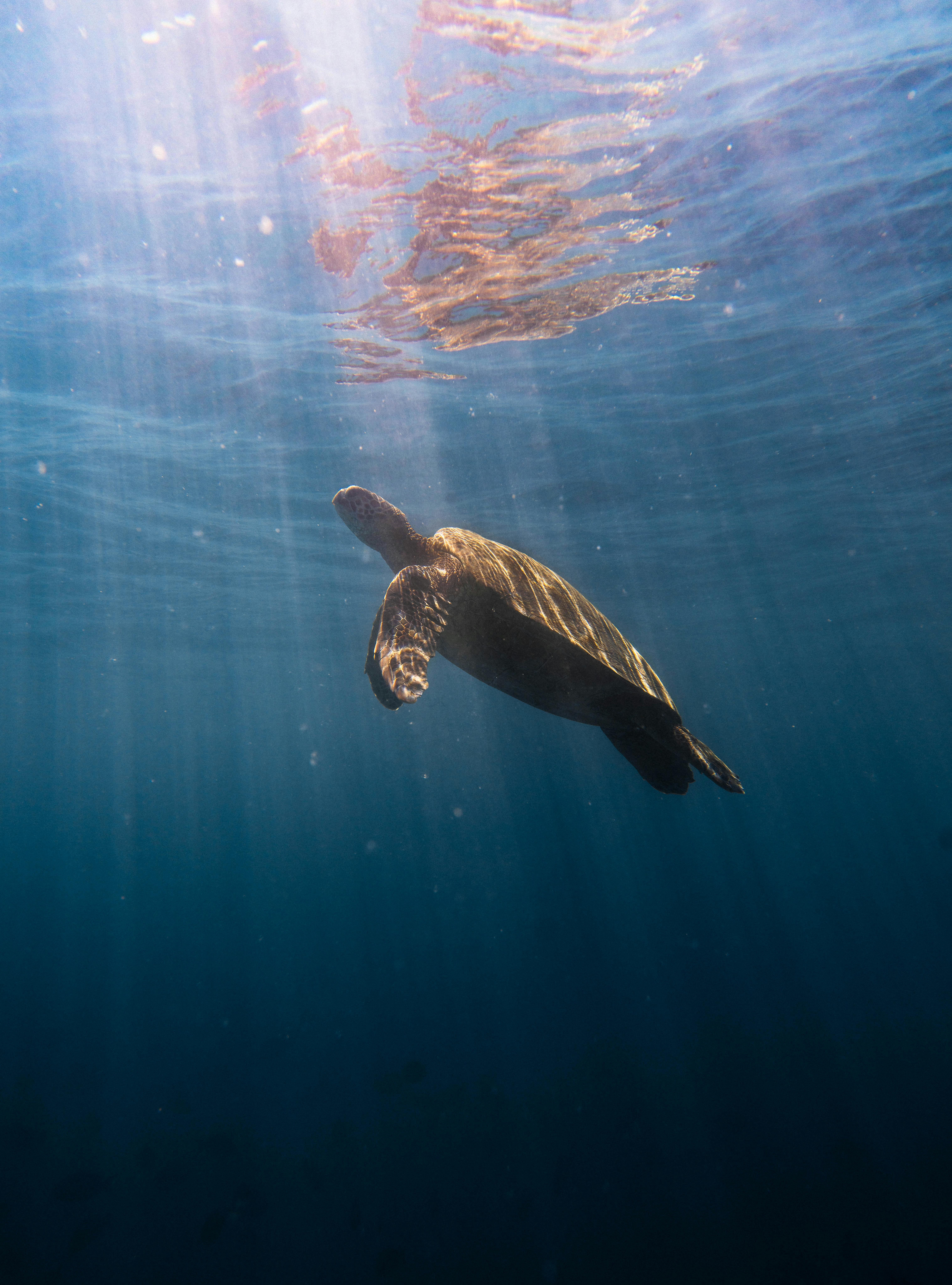 A solitary sea turtle glides gracefully through sunlit ocean depths.