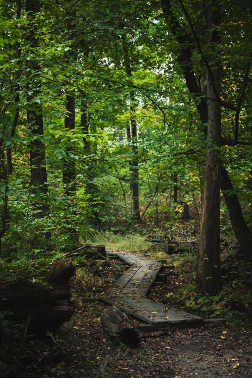 Free Peaceful forest pathway surrounded by lush green trees, ideal for hiking and nature lovers. Stock Photo