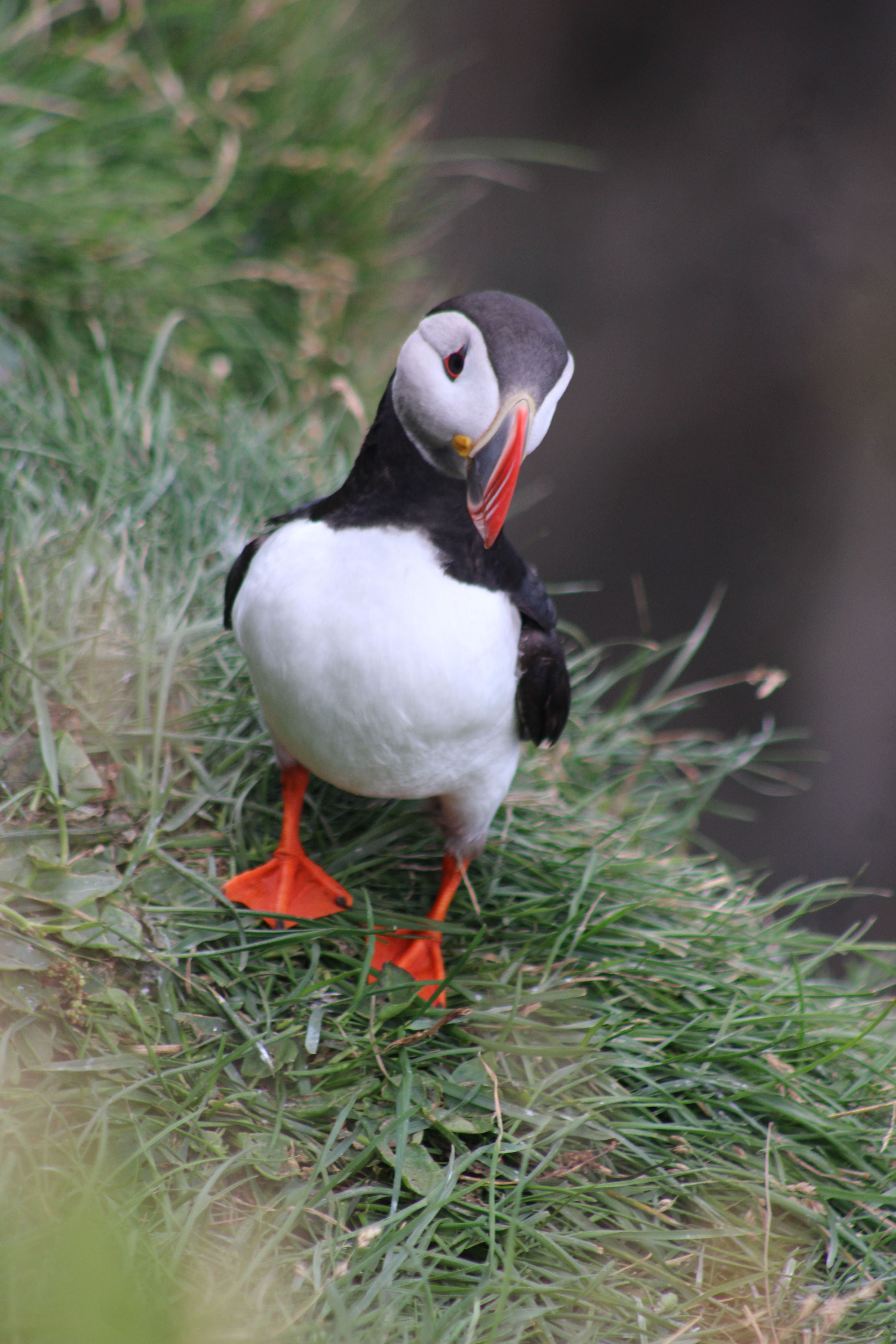 Fotomural Primer plano de un puffin de pie en la hierba cerca del borde de un acantilado.