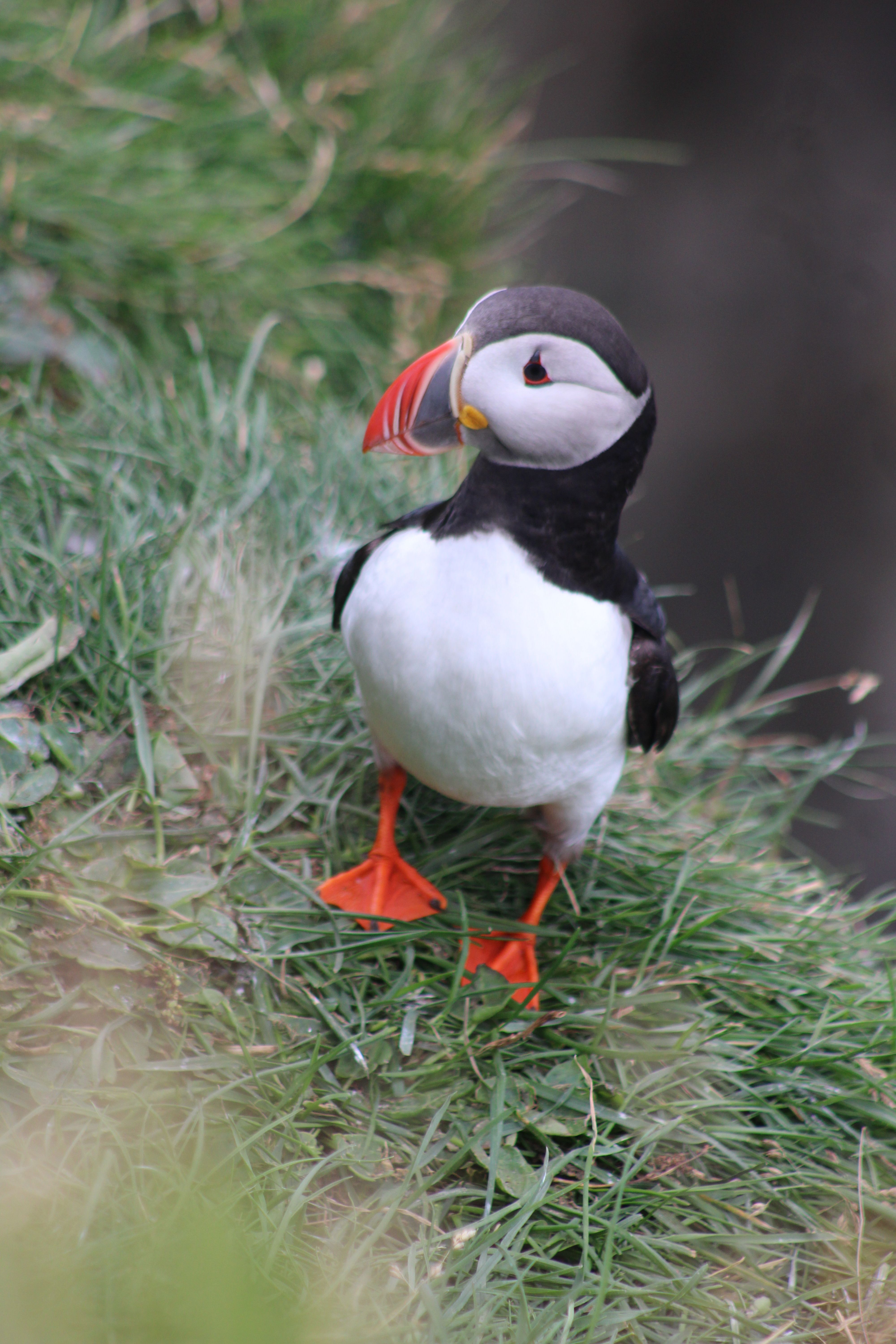 Fotomural Encantador puffin de pie en un acantilado verde exuberante, exhibiendo la fauna de Islandia.