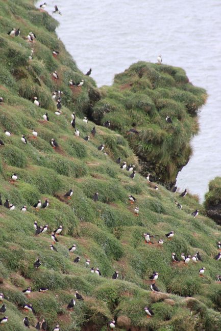 Puffin colony, Látrabjarg cliffs, Iceland