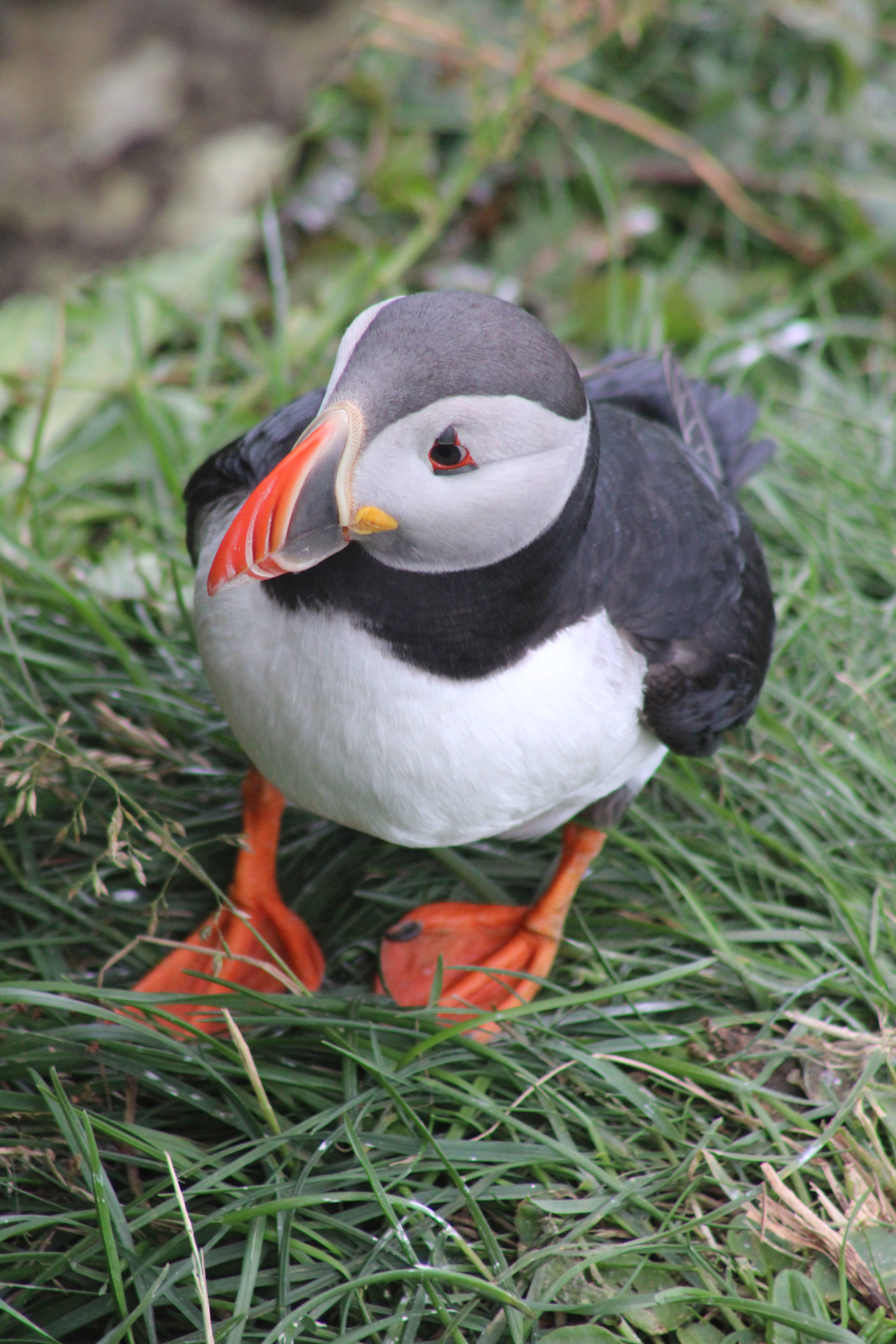 Fotomural Acercamiento de un puffin atlántico de pie en la exuberante hierba islandesa.