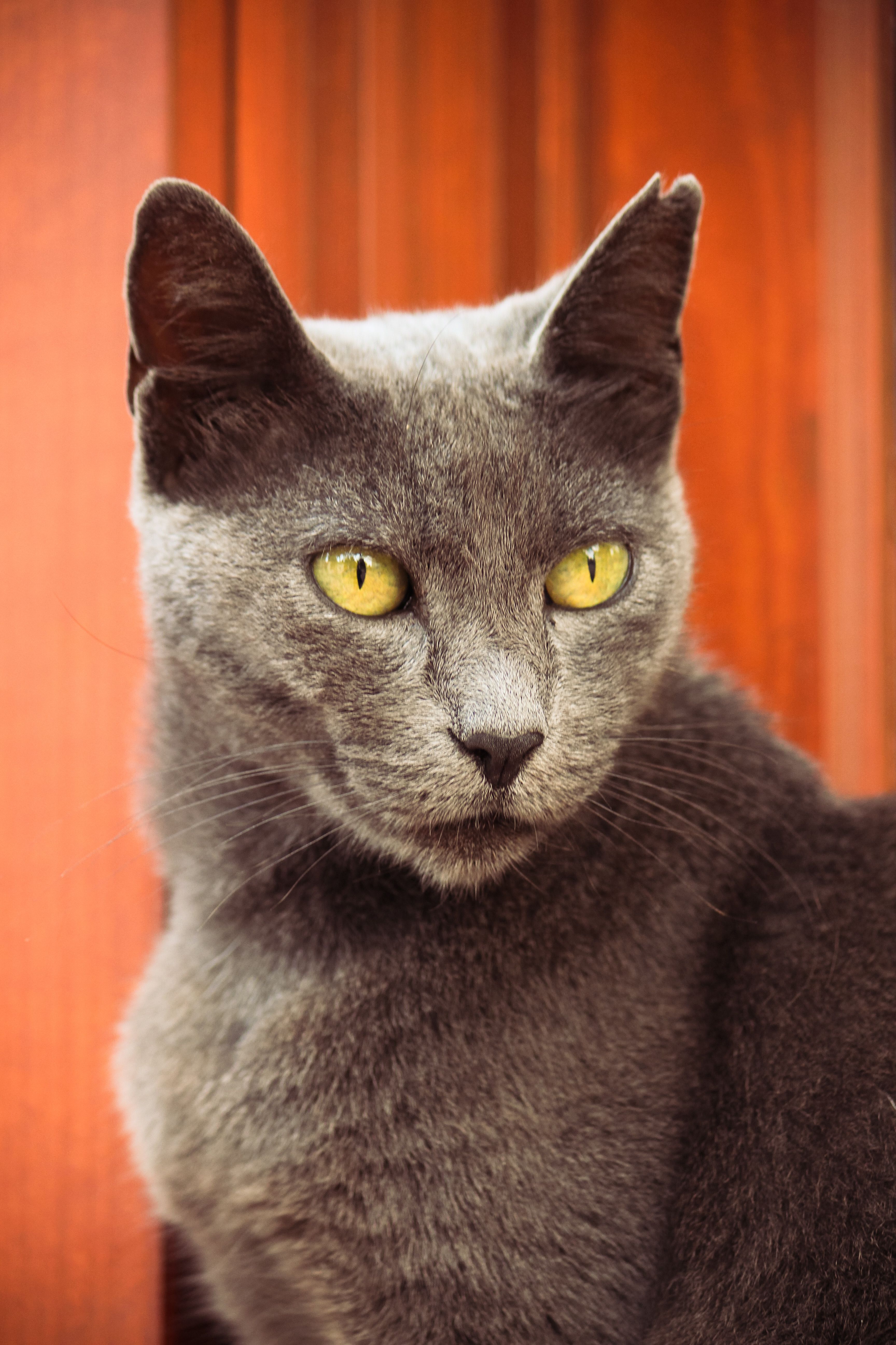 Close-up of a Regal Gray Cat with Yellow Eyes · Free Stock Photo