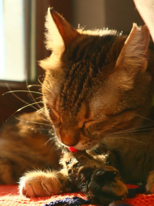 Free stock photo of cat, cat background, happiness and freedom Stock Photo