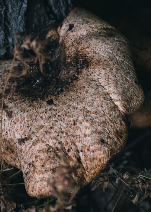 Free Detailed close-up of a brown mushroom growing on a tree. Perfect for nature enthusiasts. Stock Photo