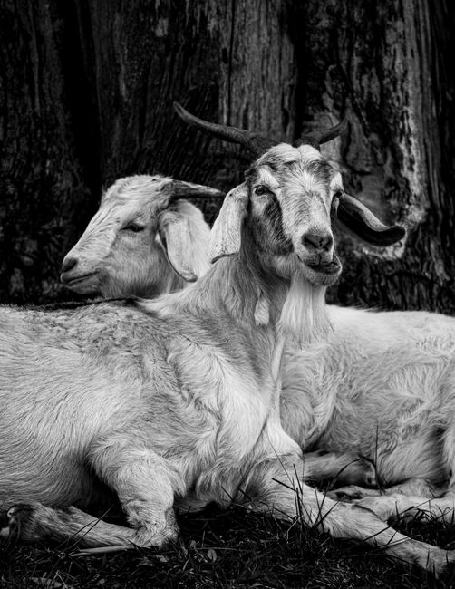 Artistic black and white portrait of goats resting, captured in Chascomús, Argentina.