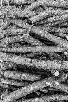 Black and white image of textured logs stacked in an outdoor forest setting.