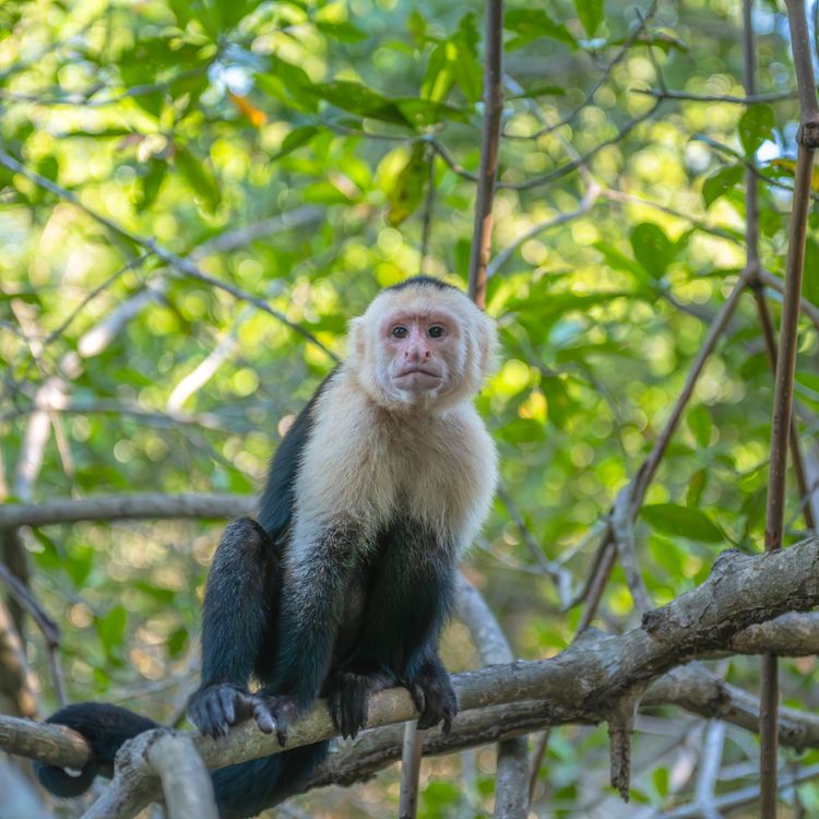 Capuchin White-Faced Capuchin Monkey in Natural Habitat · Free Stock Photo