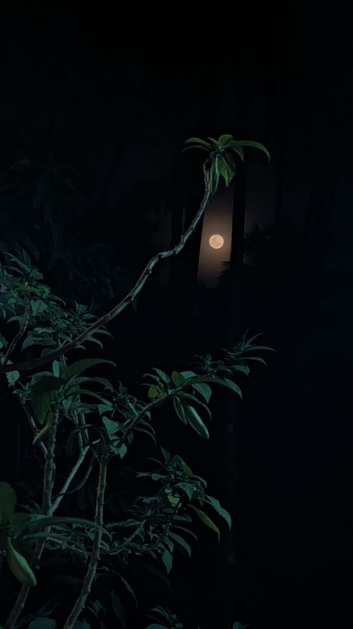 Free Moonlight  Stock Photo
