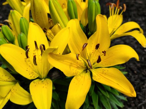 Free Close-up of vibrant yellow lilies in full bloom, showcasing detailed petals. Stock Photo