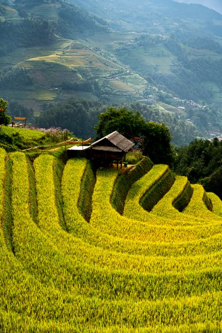 Lush green terraced rice fields with a rustic hut and mountain backdrop, capturing rural tranquility.